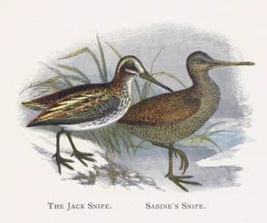 The Jack Snipe, Sabines Snipe